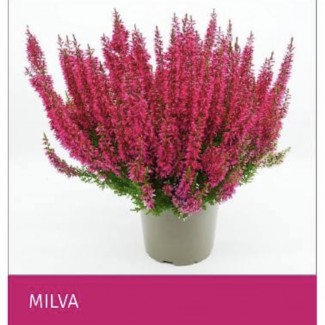 Верес Milva (касетна розсада)