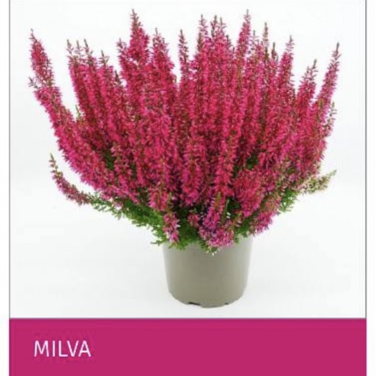 Верес Milva (касетна розсада)