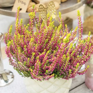 Верес Golden Angie (касетна розсада)