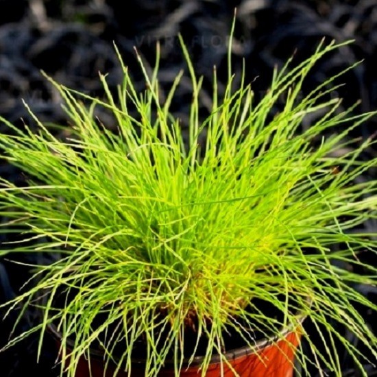 Вівсяниця Golden Toupee р9