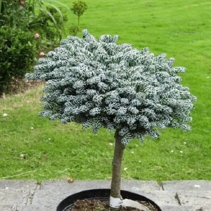 Ялиця корейська Kohouts Icebreaker ( на штамбі)