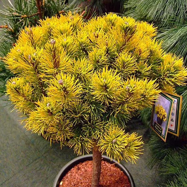 Сосна Pinus mugo Winter Gold на штамбі