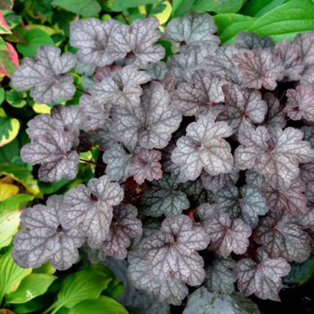 Гейхера Regina №2 2л