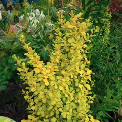 Барбарис Голден дрім р9