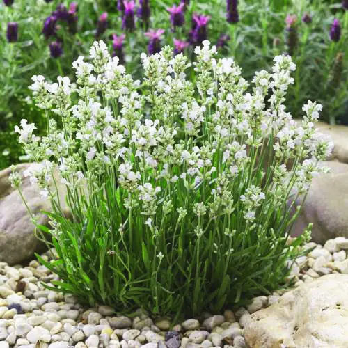 Лаванда Едельвейс (Edelweiss) р9