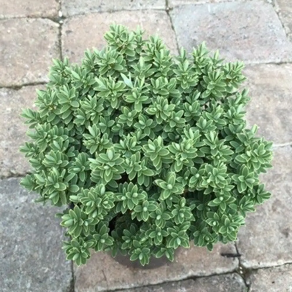 Хебе р9