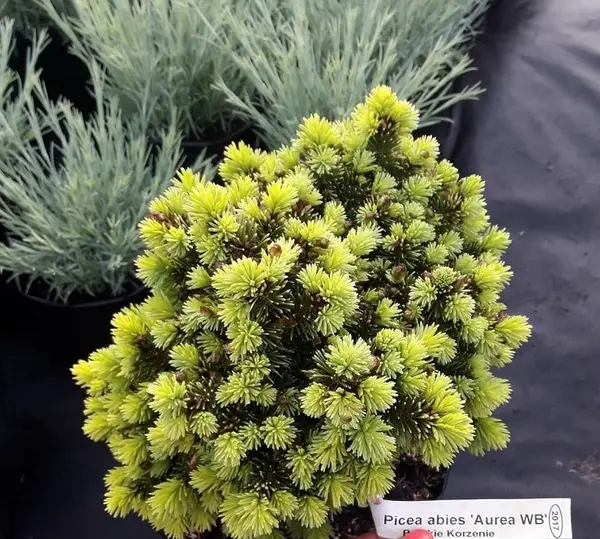 Ялинка на штамбі Picea Abies Aurea WB