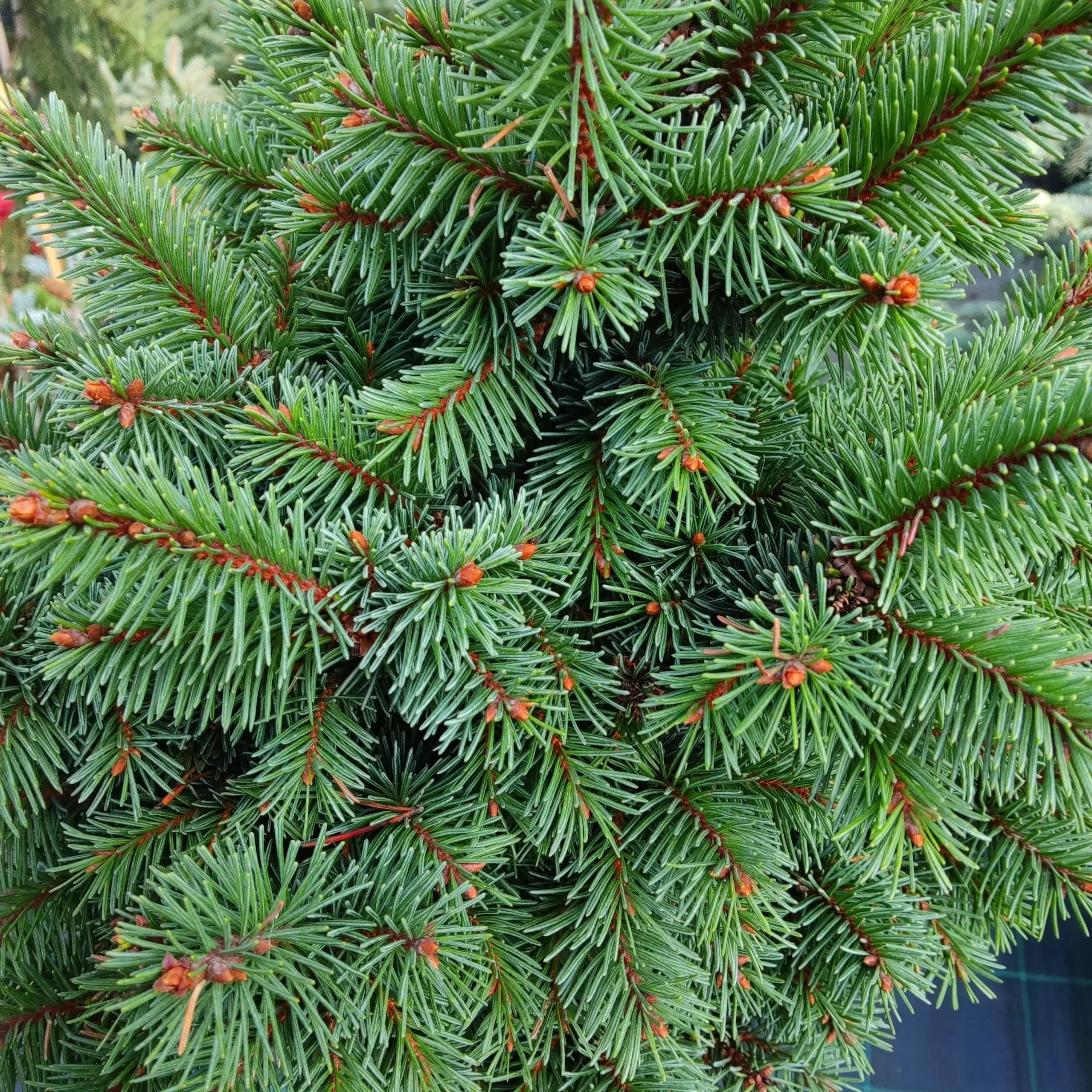 Ялинка на штамбі Picea Abies Mexeubesen