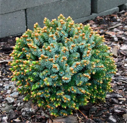 Ялинка на штамбі Picea Abies Pitzi