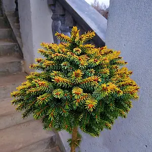 Ялинка на штамбі Picea Abies Pitzi