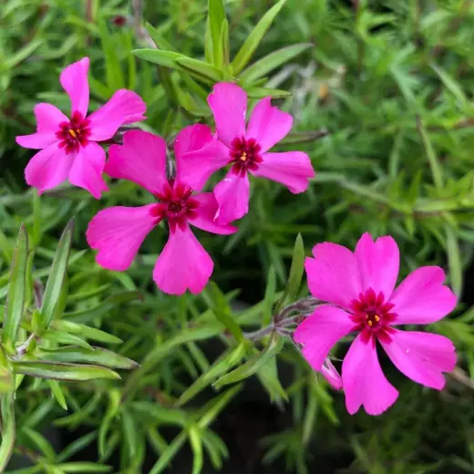 Флокс subulata Atropurpurea р9