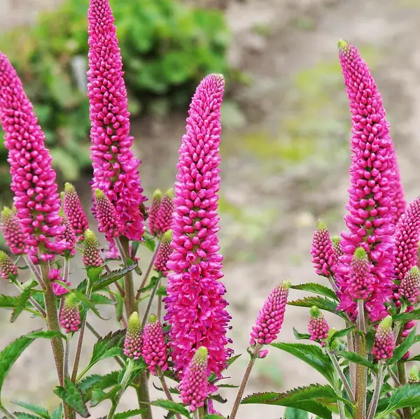 Вероніка колосиста Фірст лав (First Love) р9