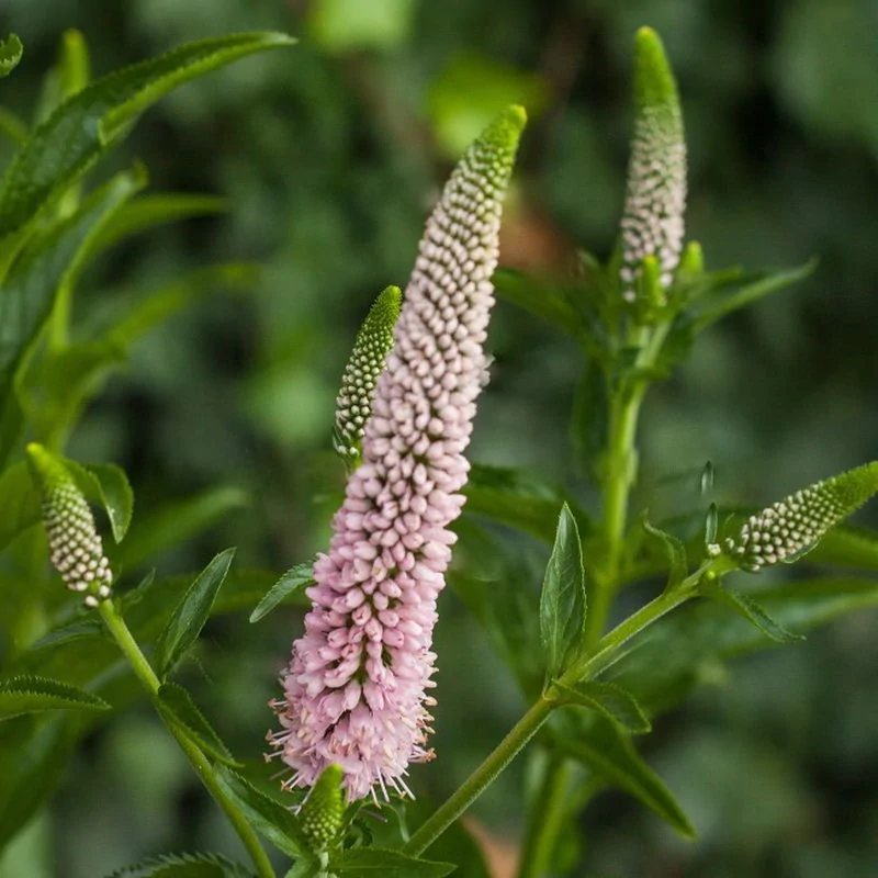 Вероніка колосиста Фірст Чойс (First Choice ) р9