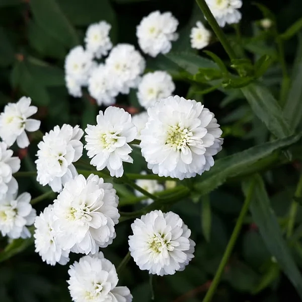 Гіпсофіла махрова біла р9