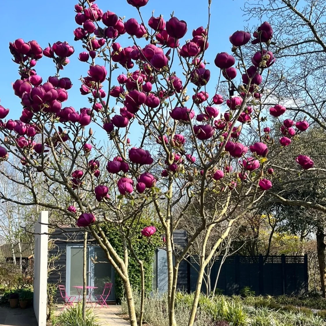 Магнолія Чорний Тюльпан