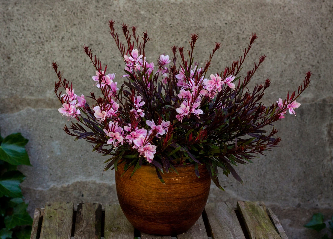 Гаура Passionate blush р9